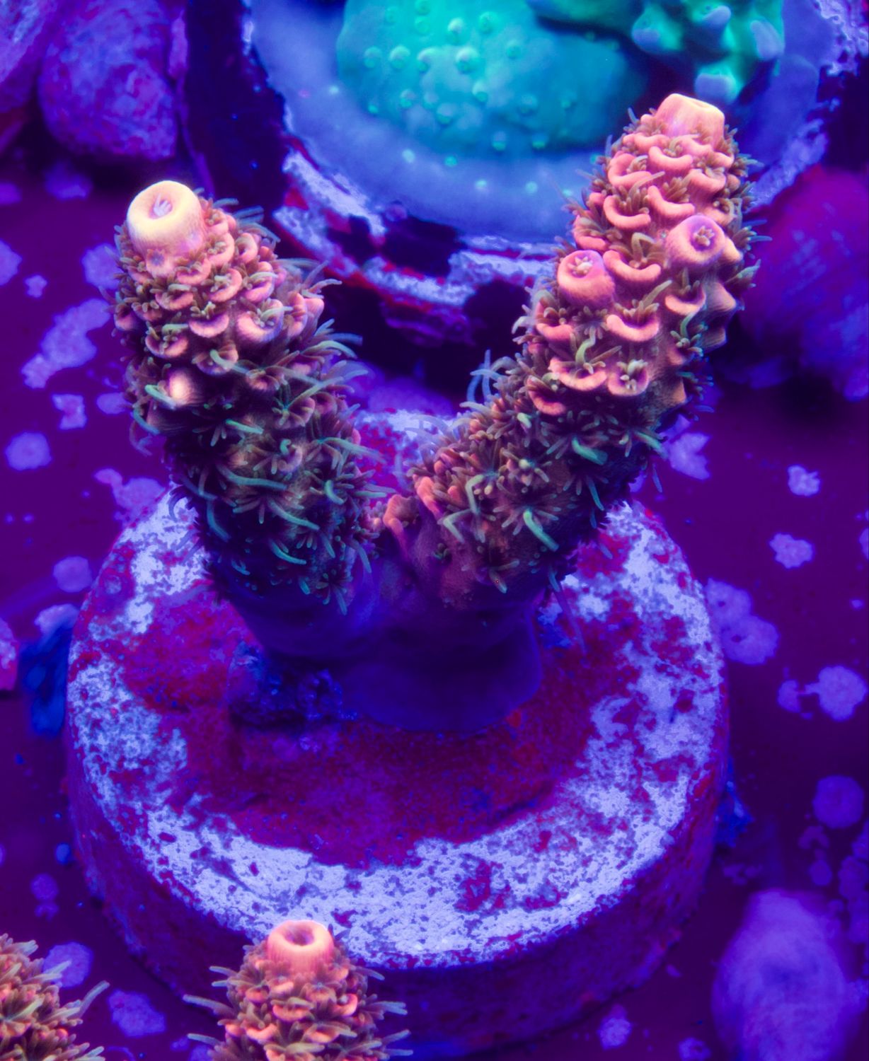 Acropora Millepora Red