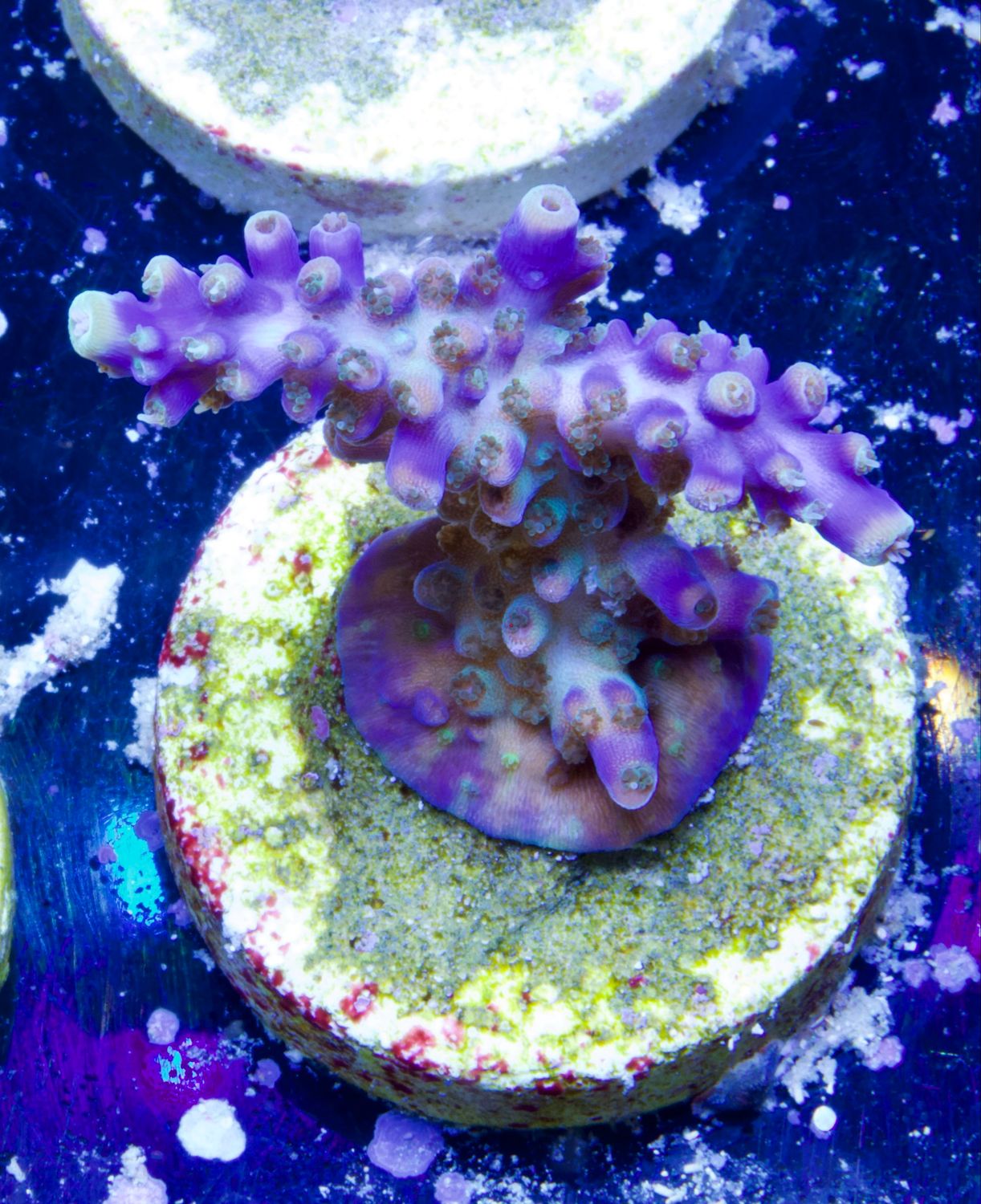 Acropora Cerealis
