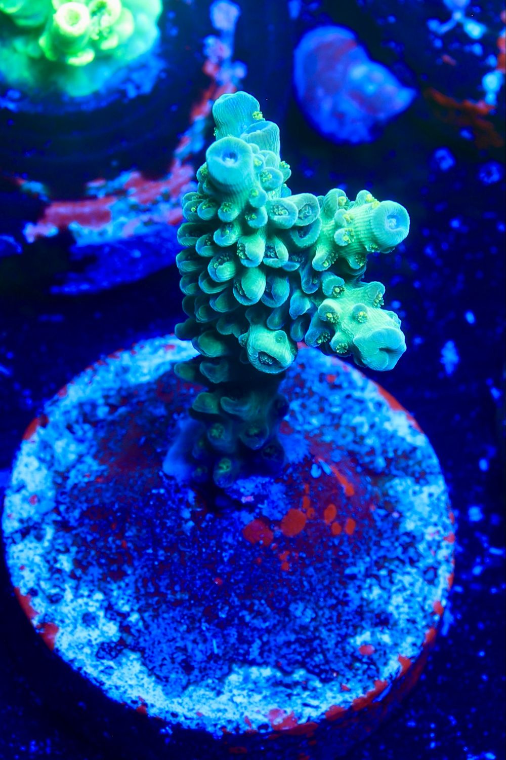 MR Acropora Poison Ivy