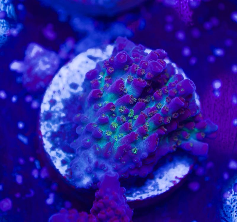 MR Purple Fire