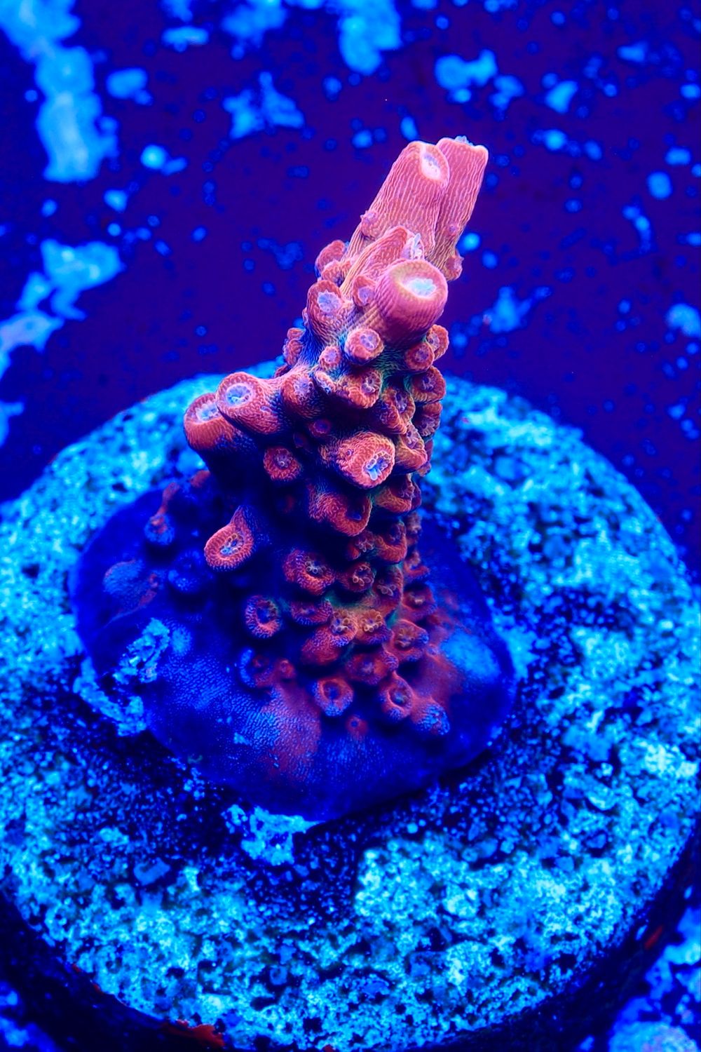 MR Purple Lady