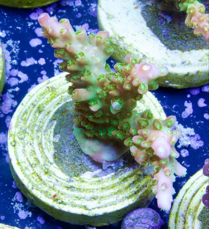 Acropora Mango Garden