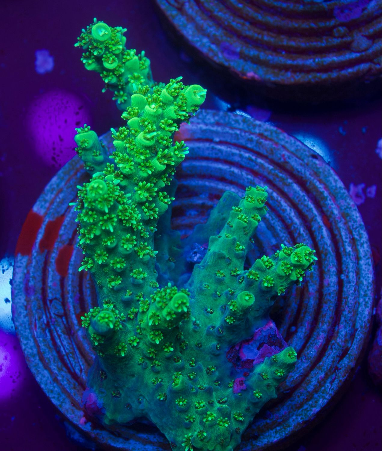 Acropora Green Table