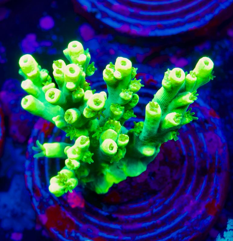 MR Acropora Aculeus