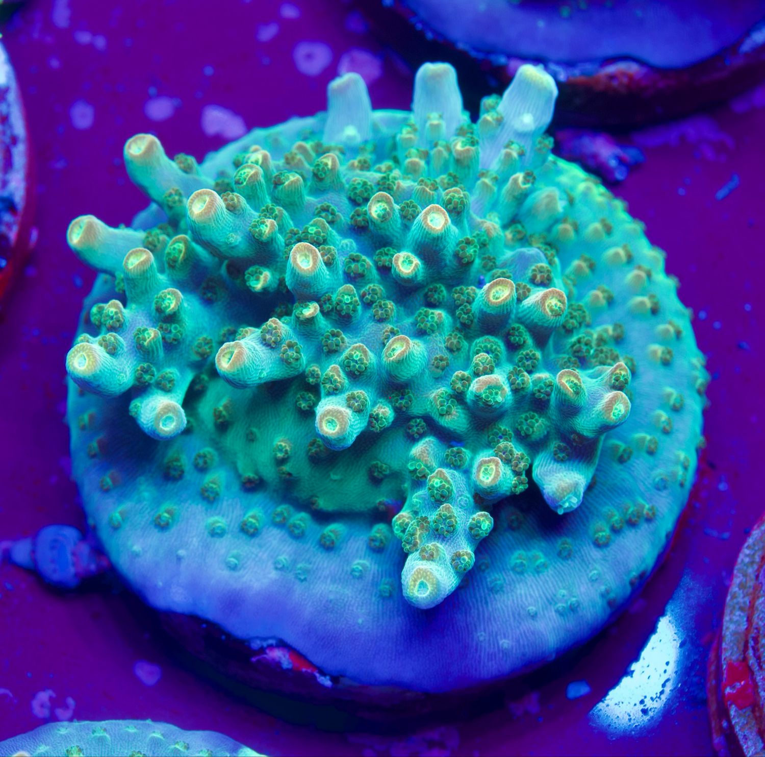 MR Purple Efflorescens