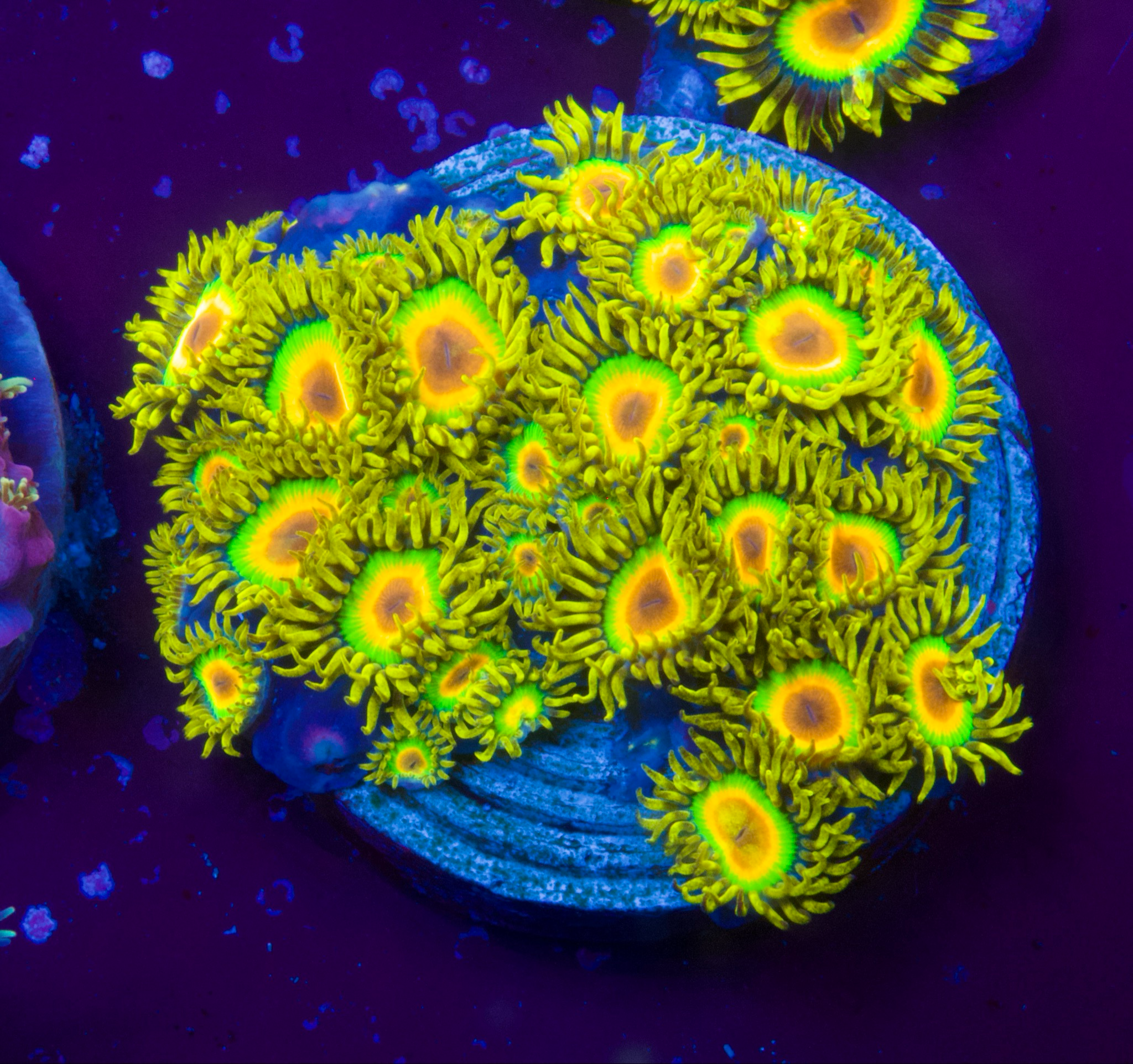 10 Polypen Zoas Rasta Fari