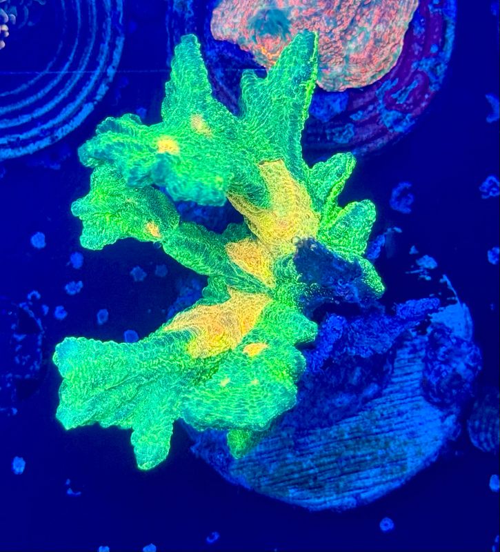 Pectinia Space Invader