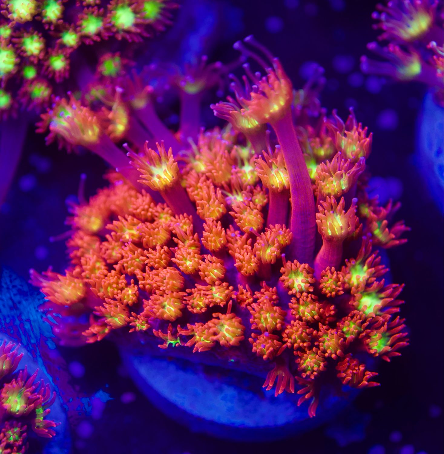 XL Frag Bernadopora Yellow Center