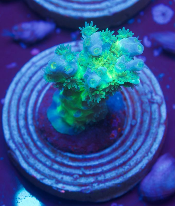 MR Green Monster Tenuis