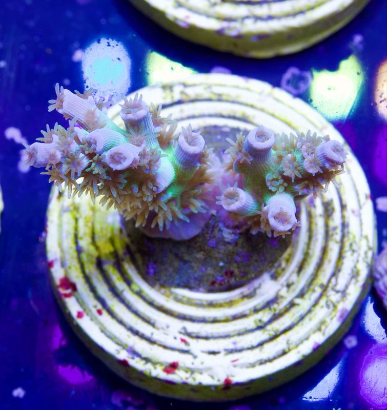 MR Green Monster Tenuis