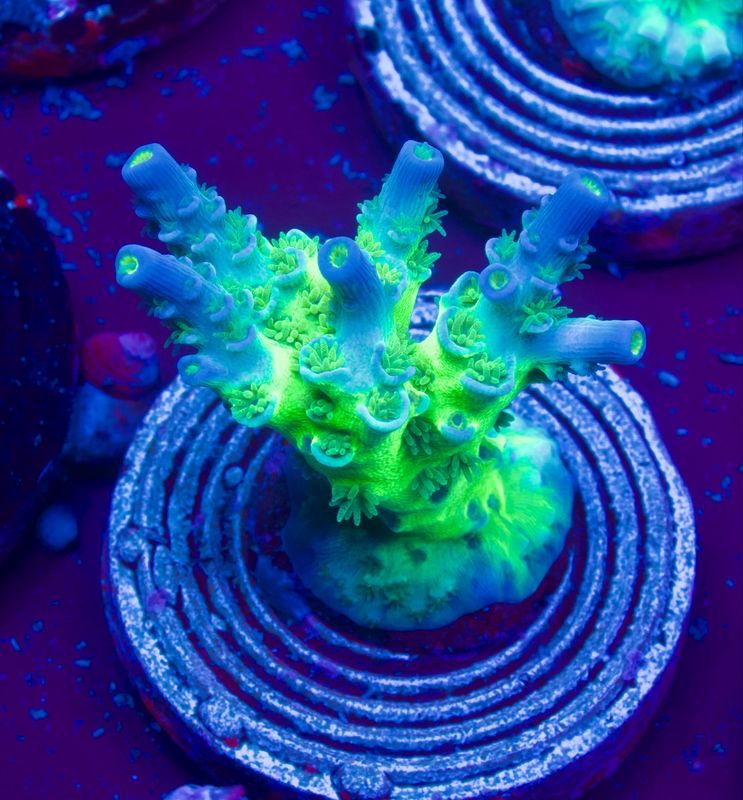 MR Green Monster Tenuis