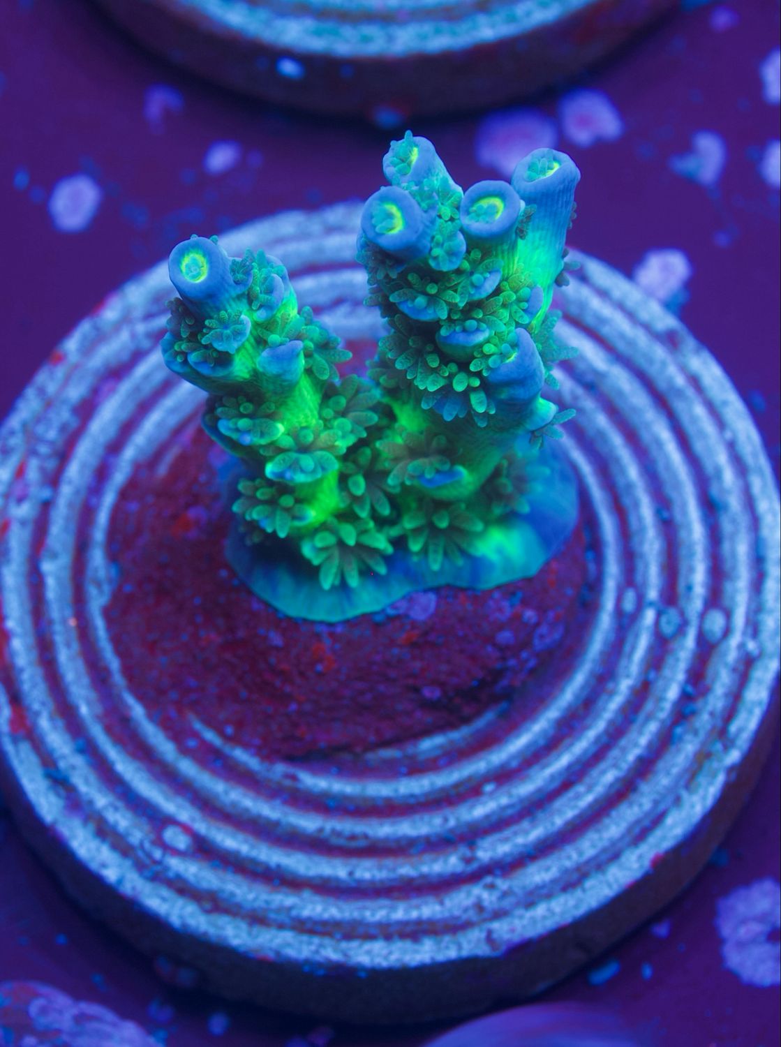 MR Green Monster Tenuis