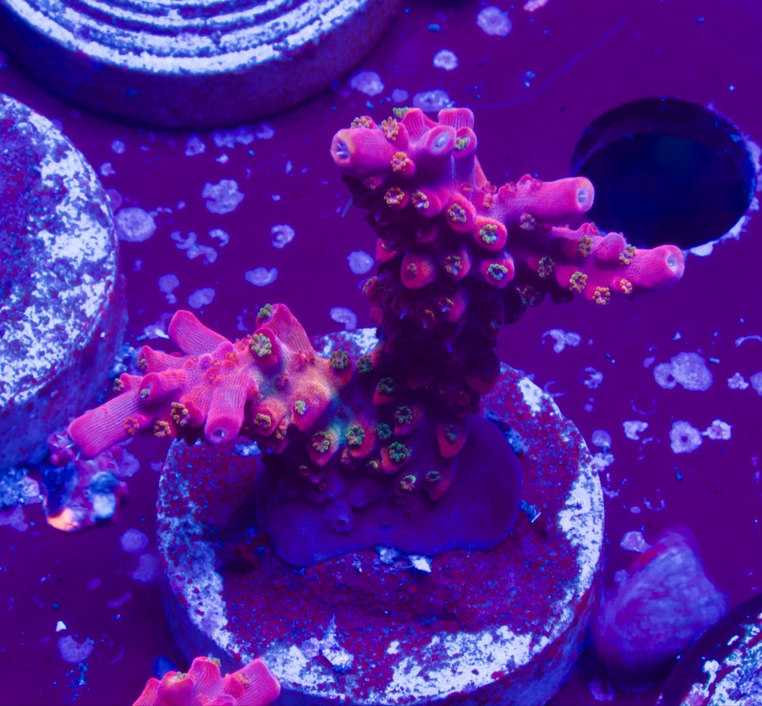 MR Purple Lady