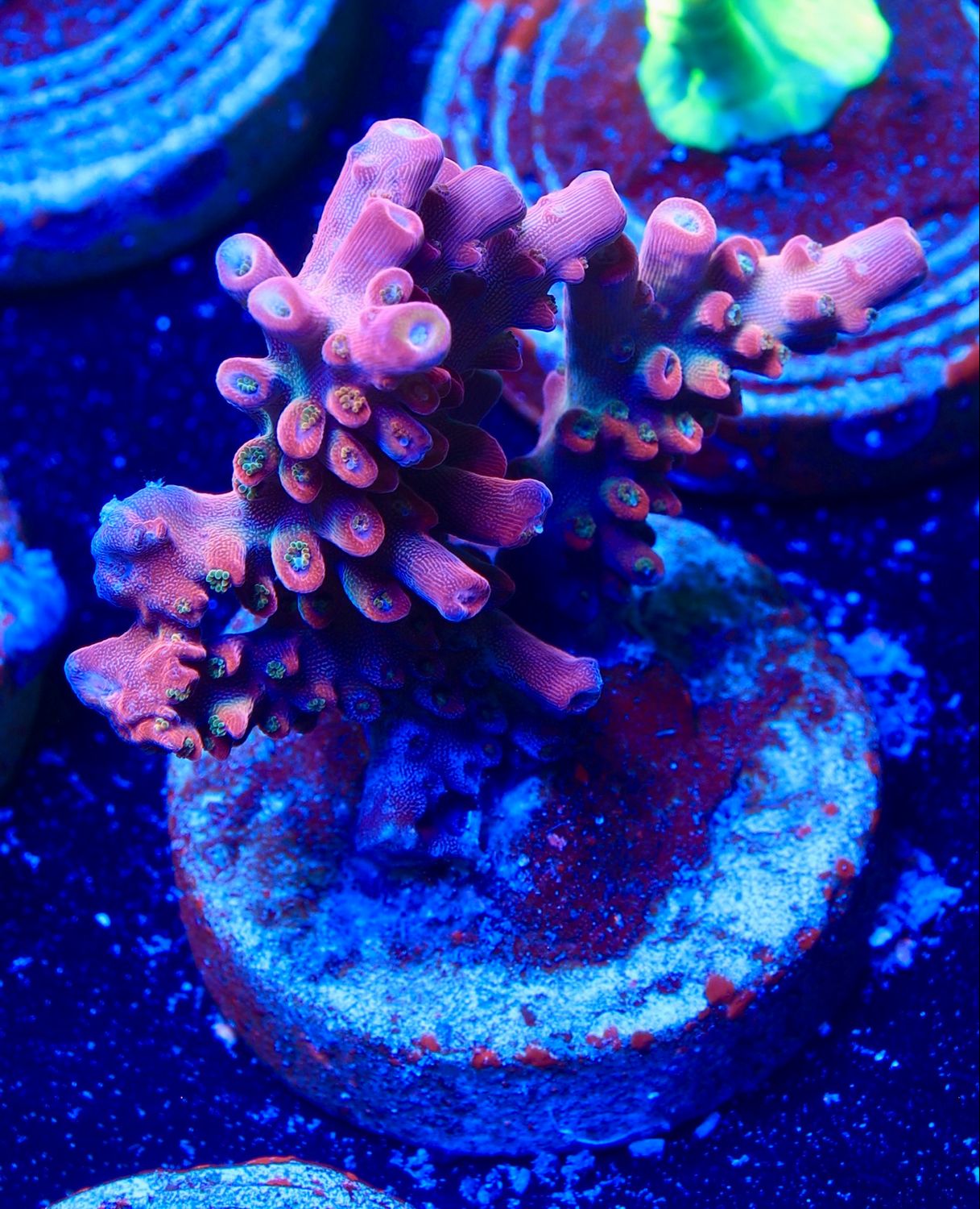 MR Purple Lady