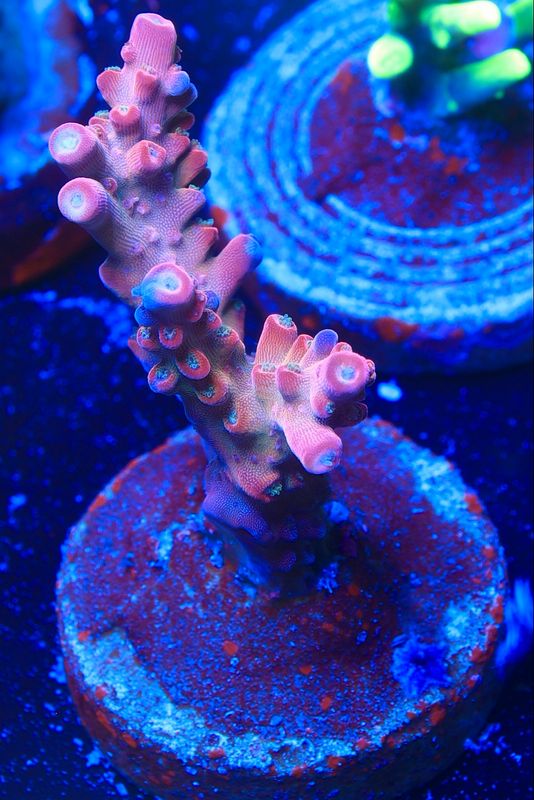 MR Purple Lady