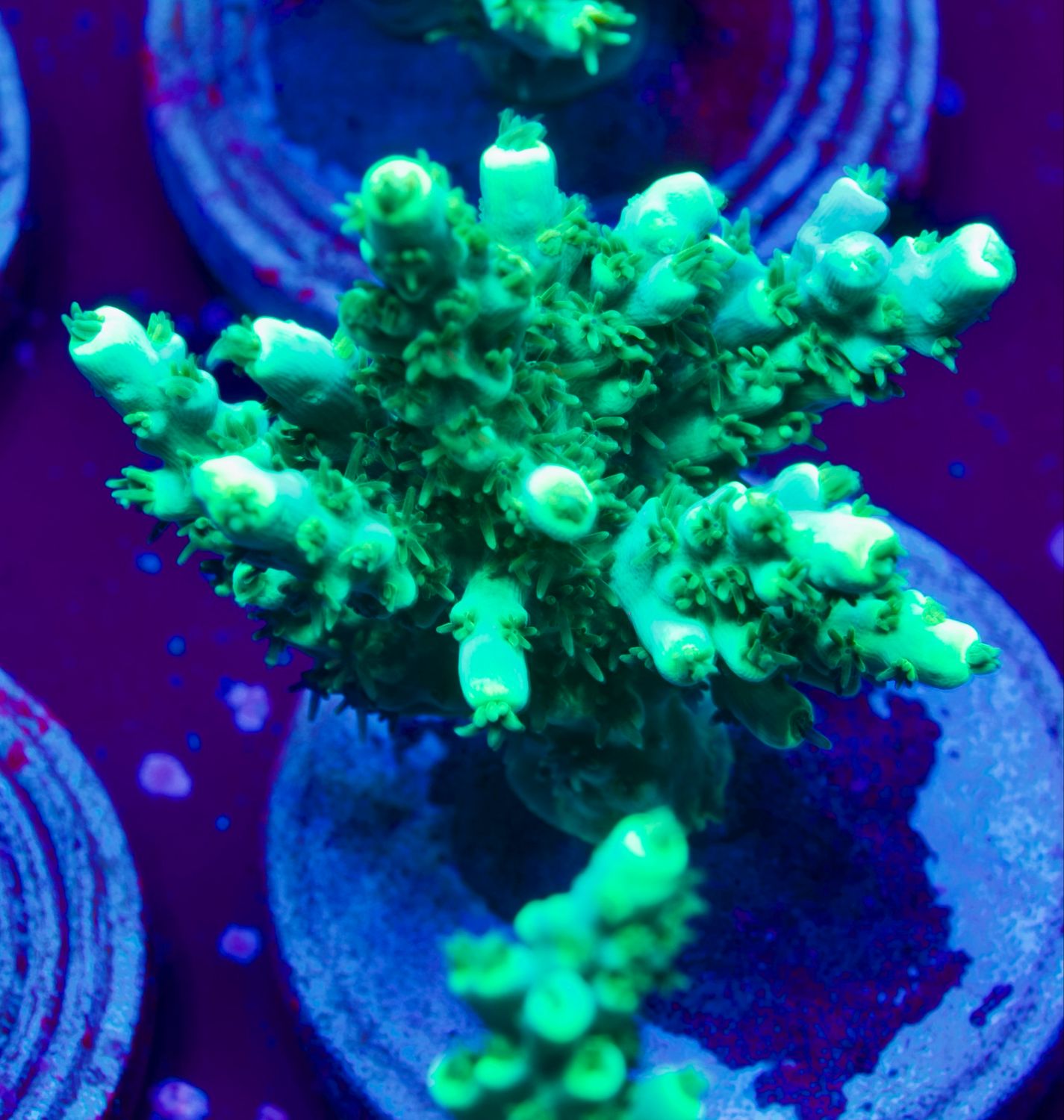 Acropora Electric Turquoise