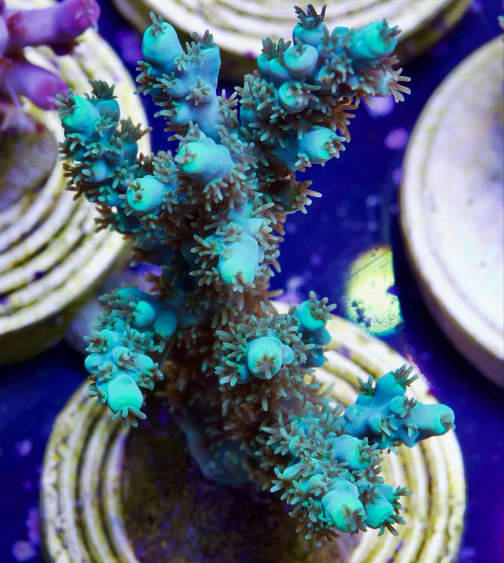 Acropora Electric Turquoise