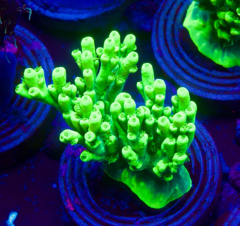 MR Acropora Aculeus