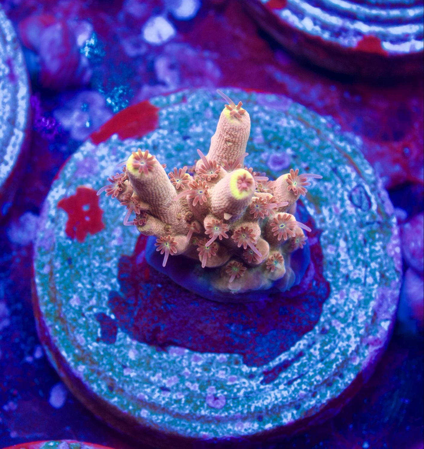 MR Acropora Yellow Tips