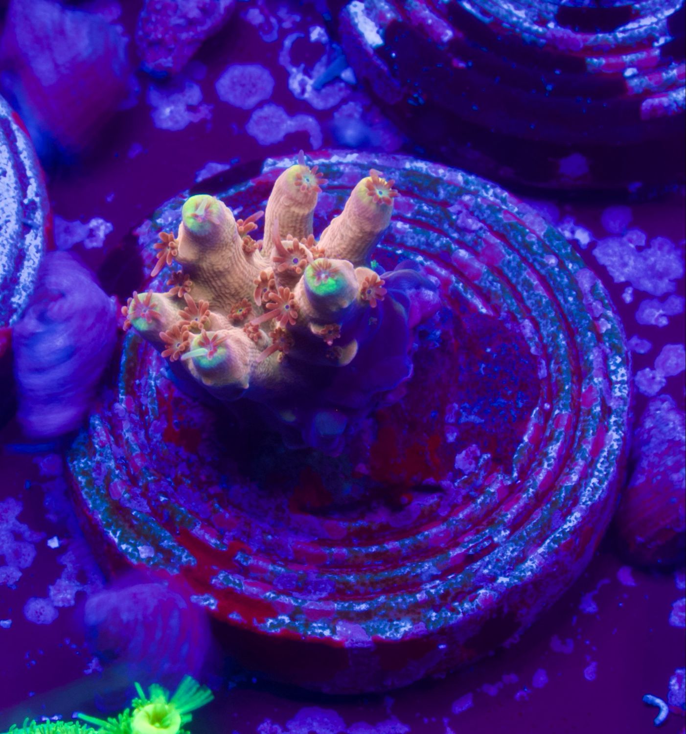 MR Acropora Yellow Tips