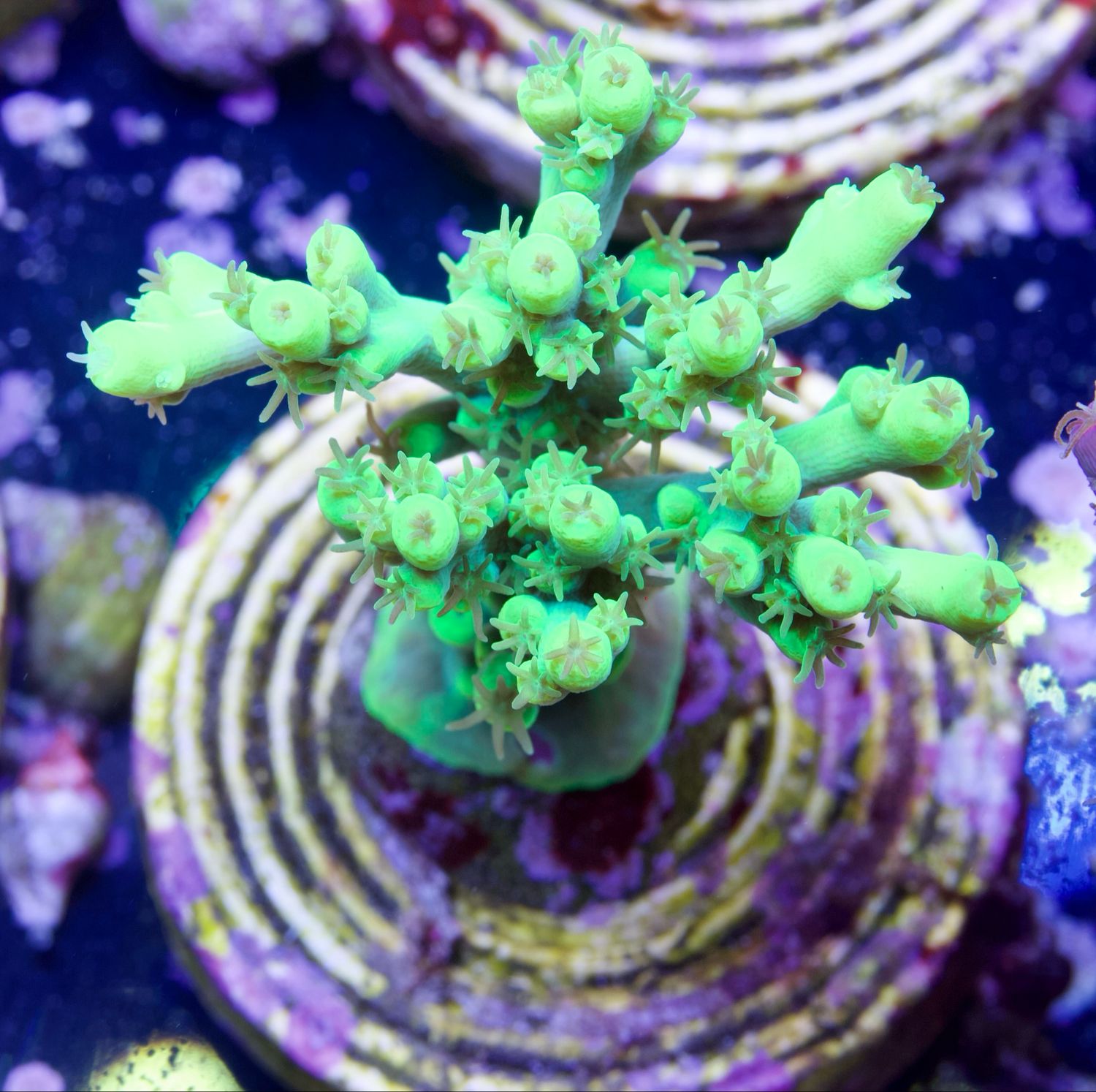 MR Acropora Aculeus
