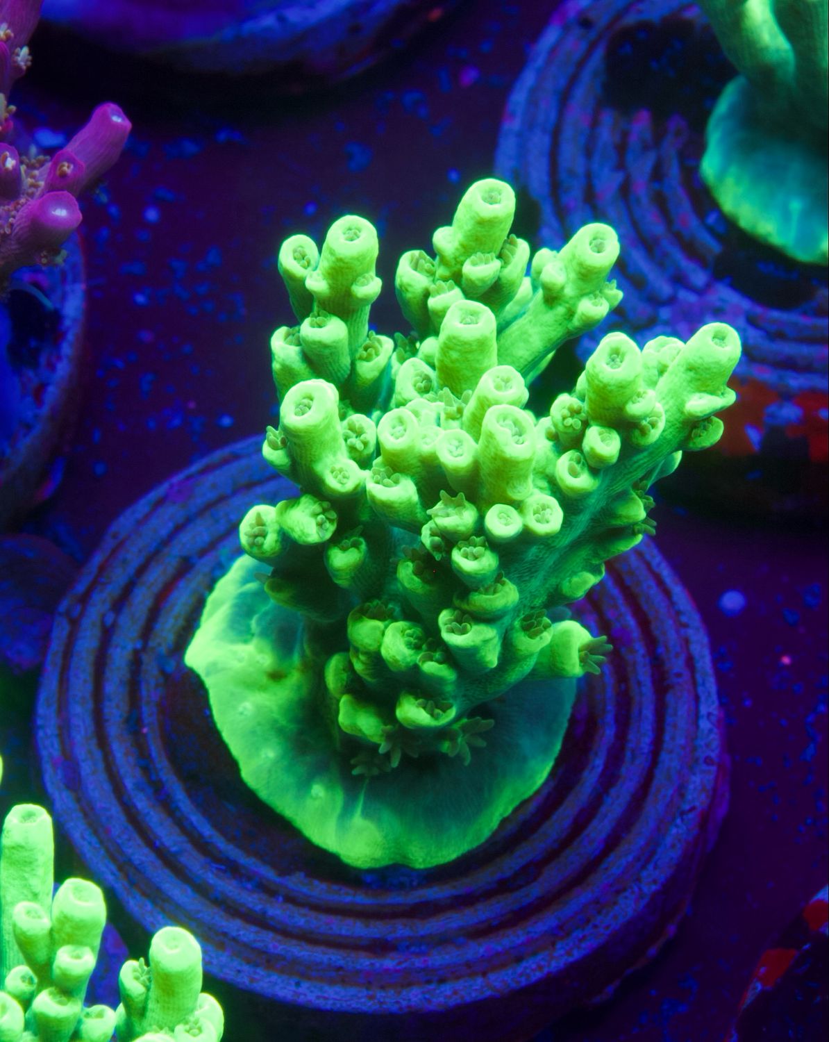 MR Acropora Aculeus