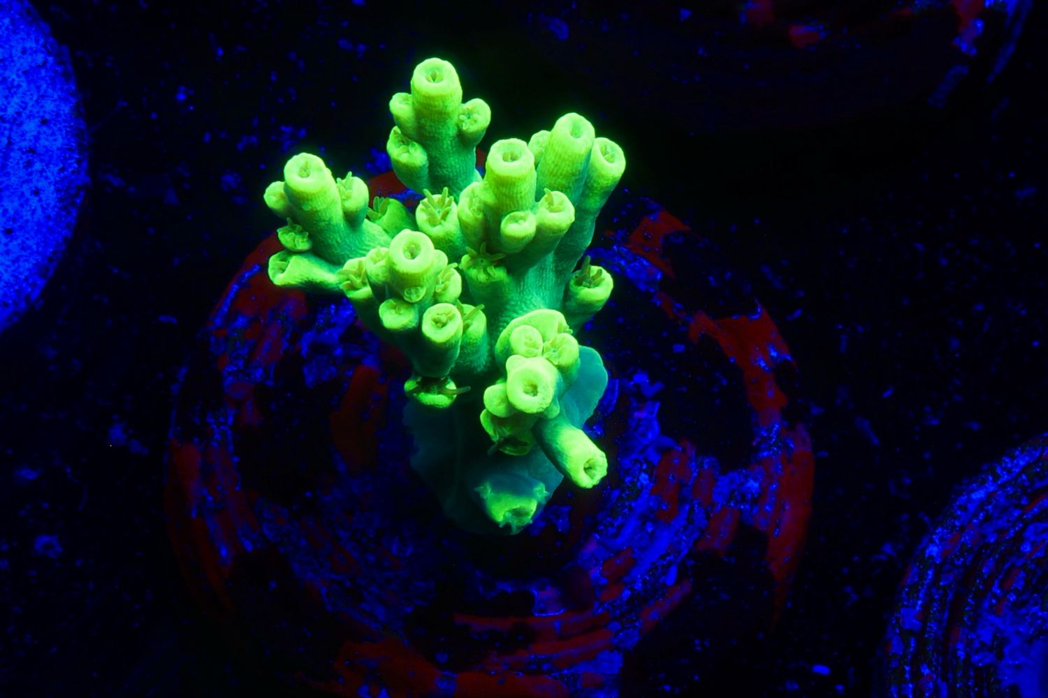 MR Acropora Aculeus