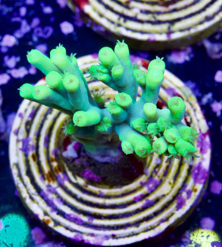 MR Acropora Aculeus
