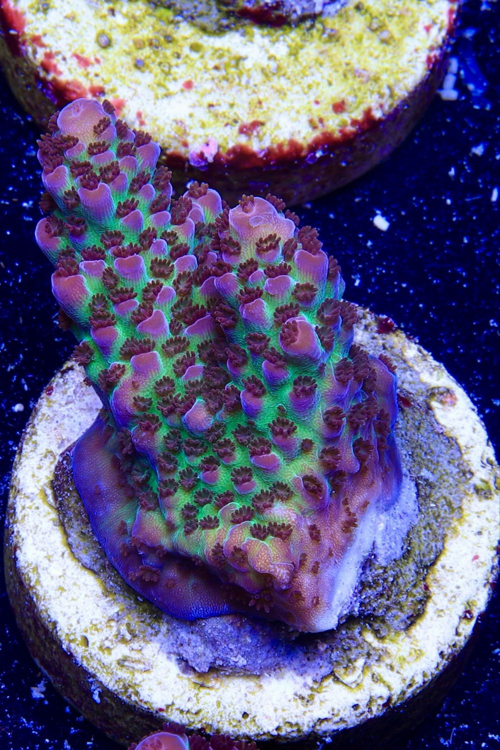 MR Purple Spot MR Purple Spot