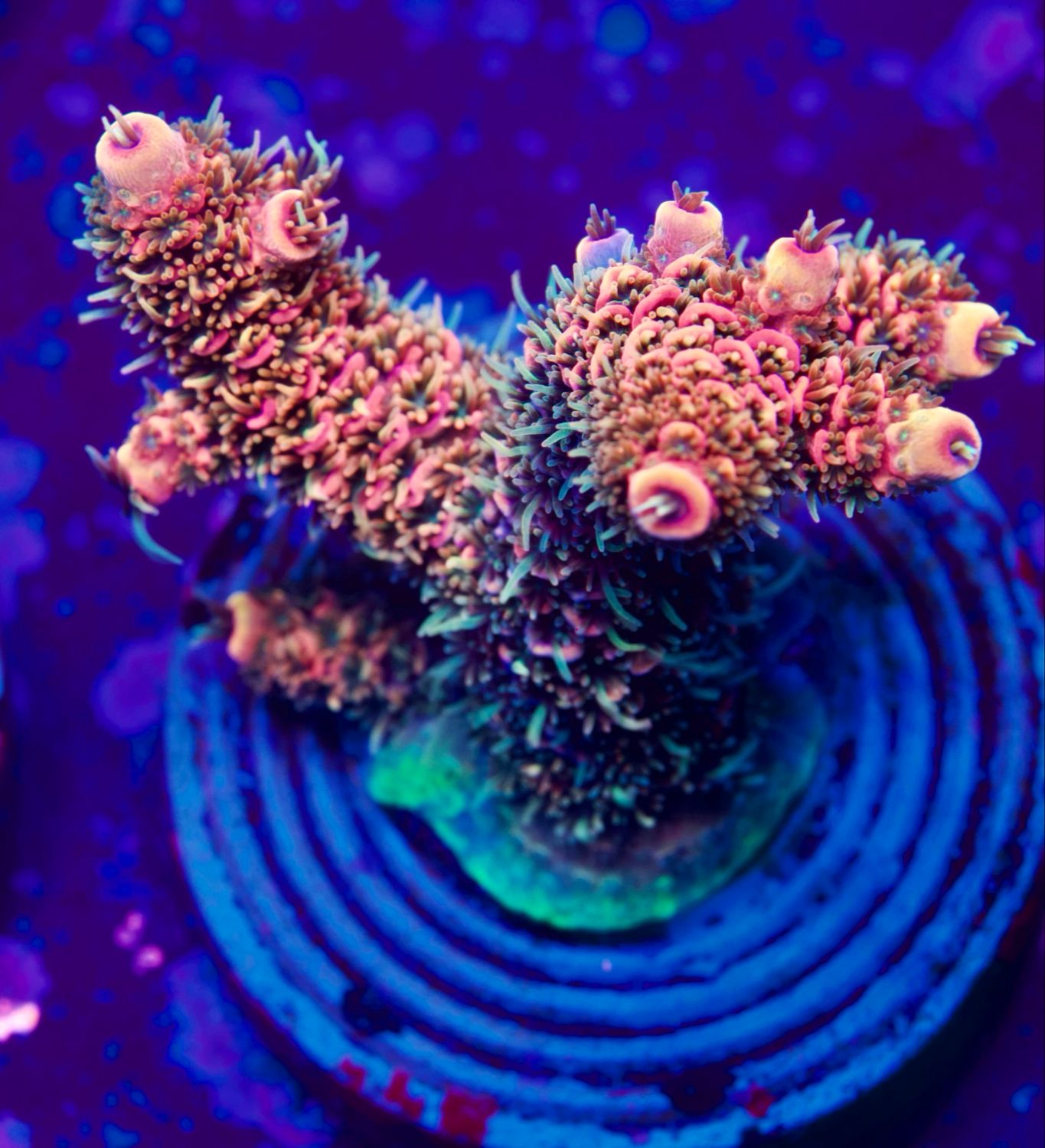 Acropora Millepora Red