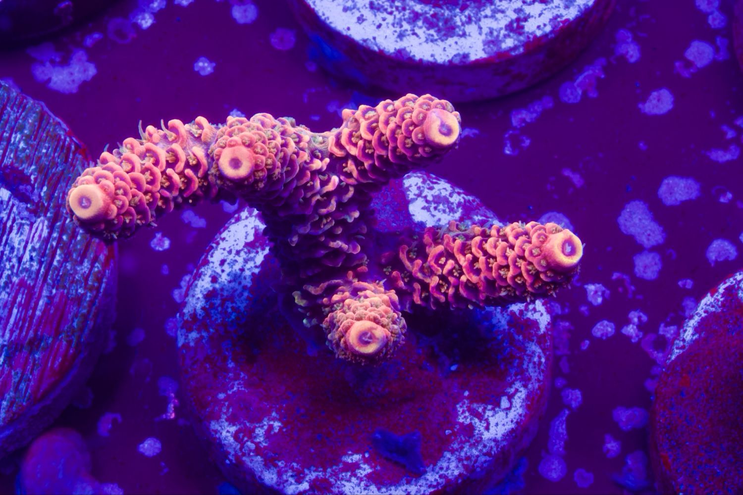 Acropora Millepora Red