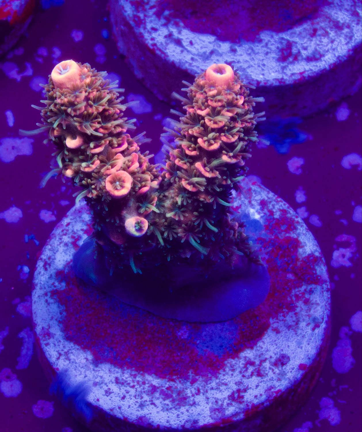 Acropora Millepora Red