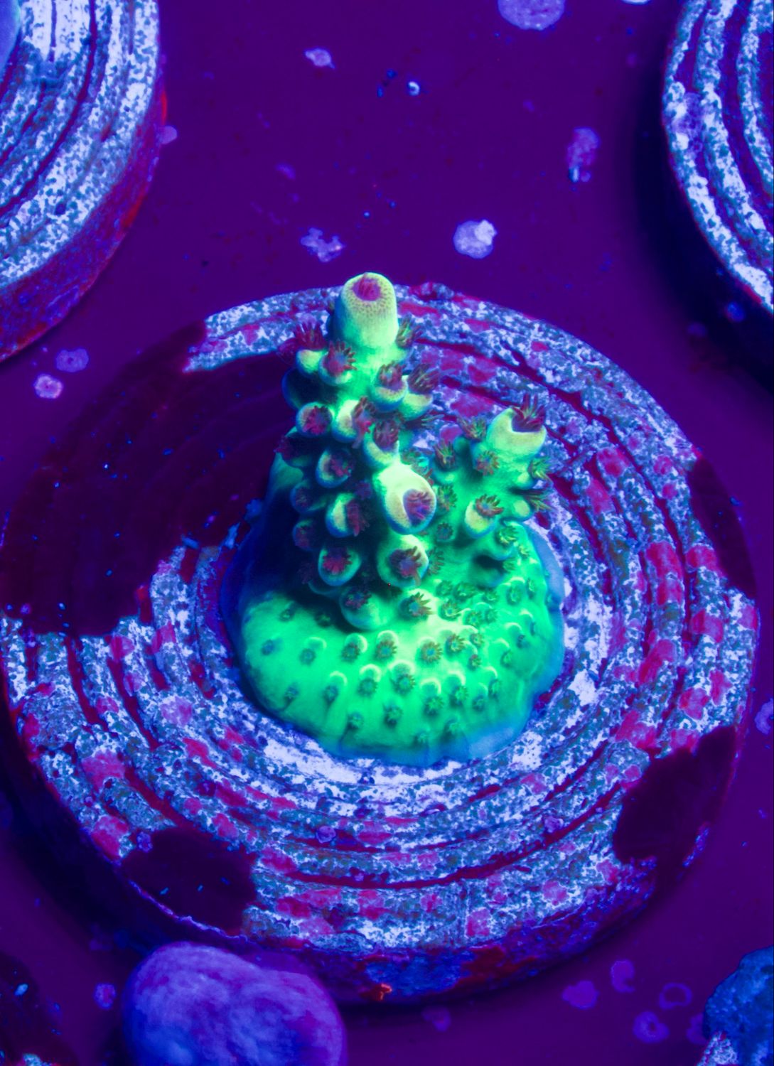 MR Purple Dot