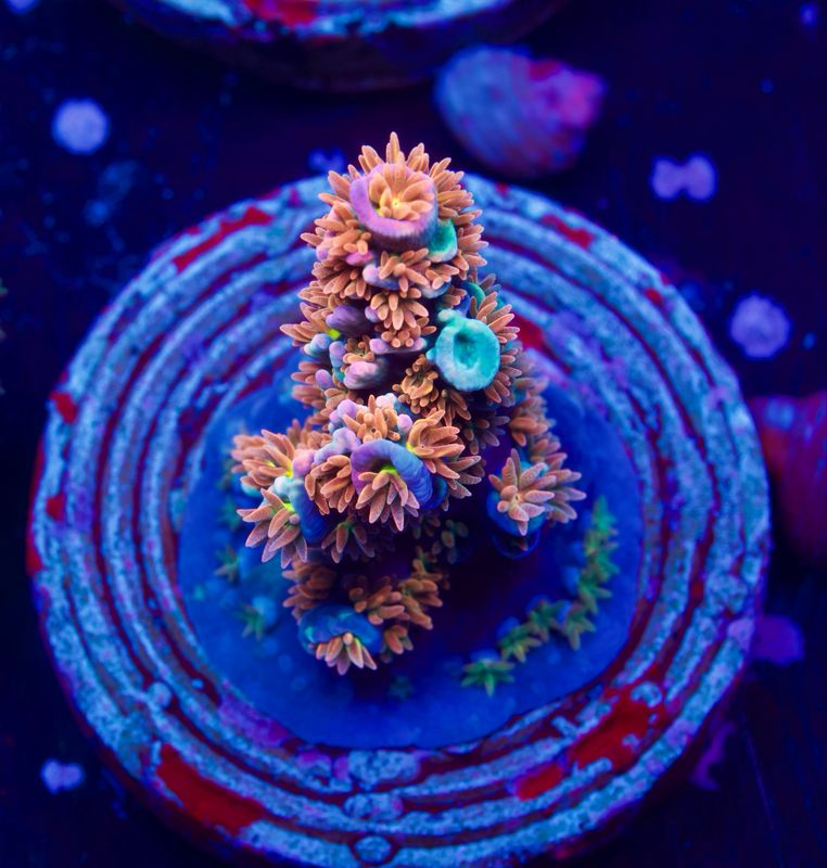 Cut to order MR Pink Passion