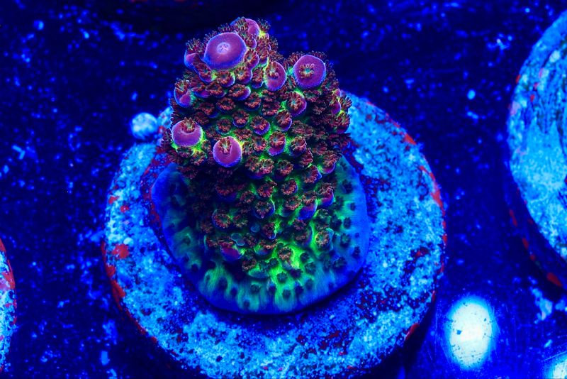 MR Purple Spot MR Purple Spot