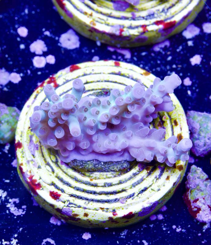 MR Aussi Acro MR Aussi Acro