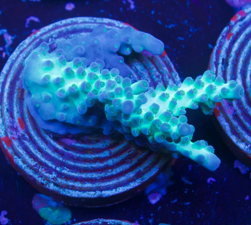 MR Aussi Acro MR Aussi Acro