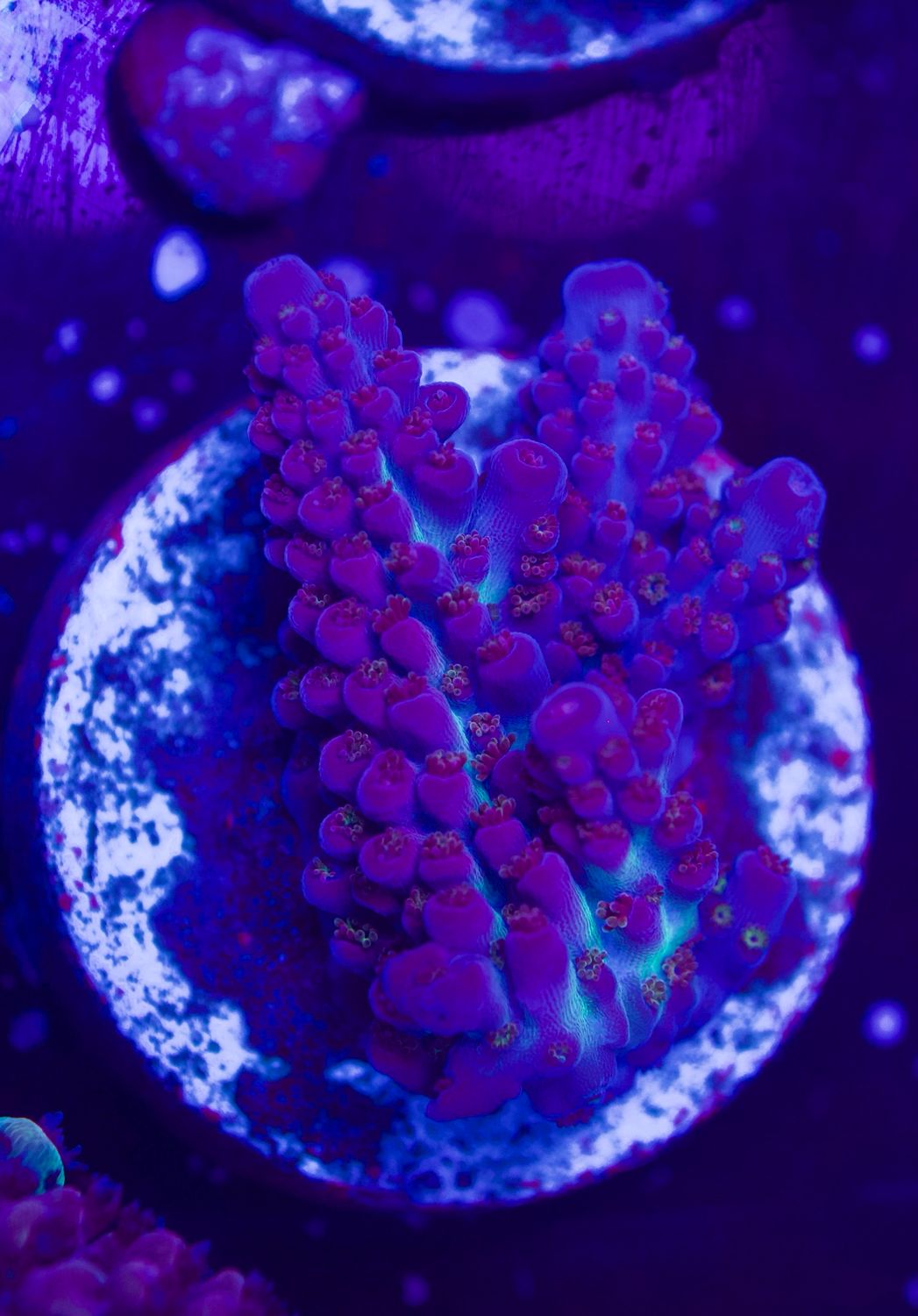 MR Purple Fire