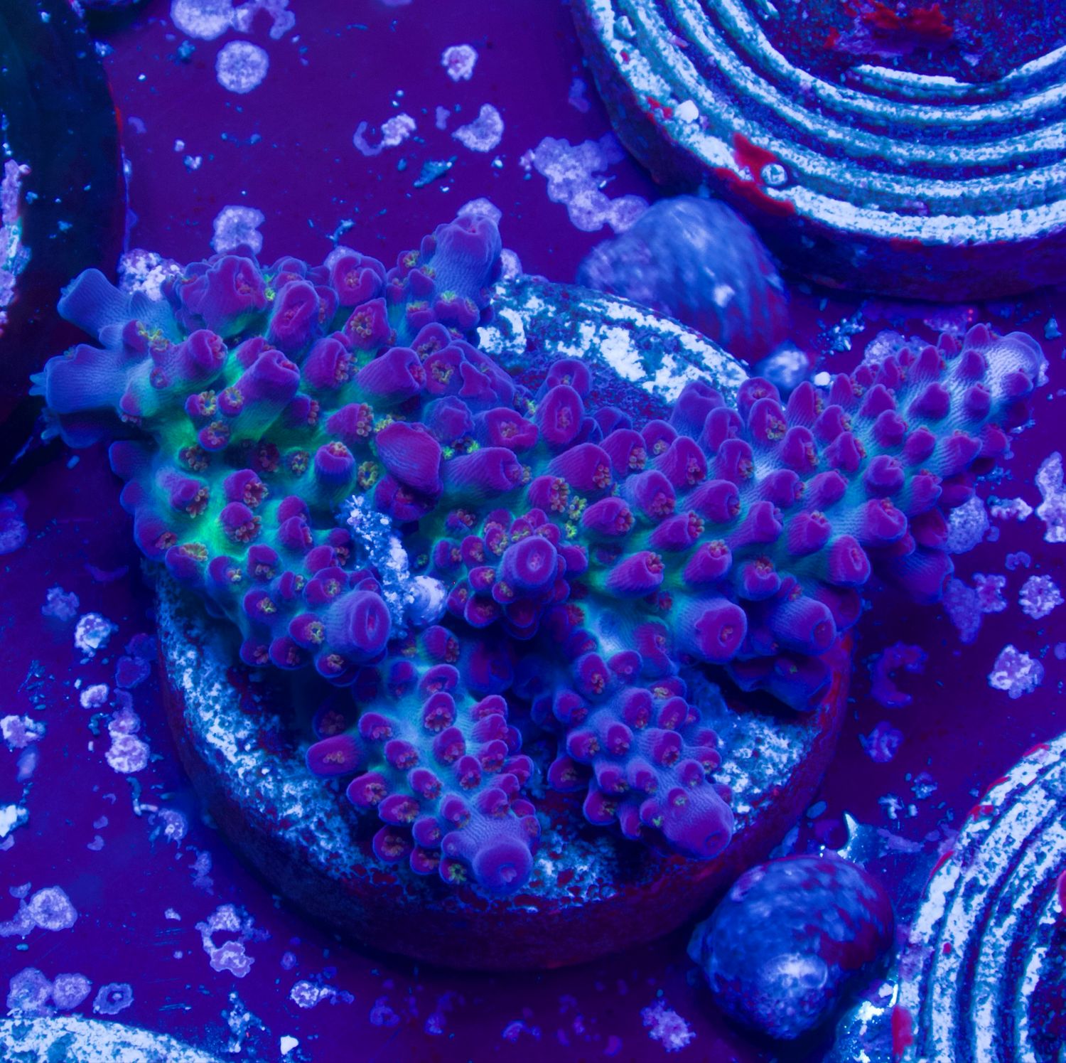 MR Purple Fire