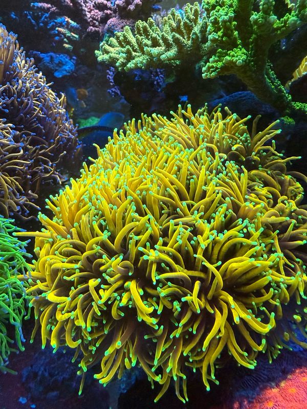 PR Euphyllia Golden Ticket