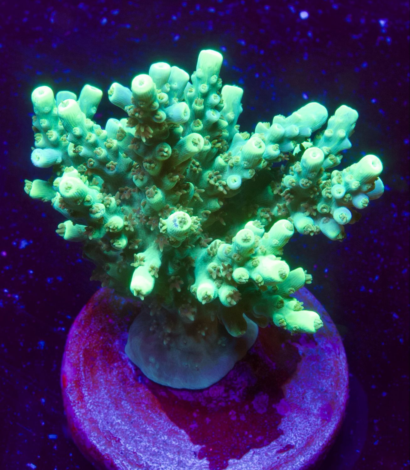 XXL Acropora Electric Turquoise