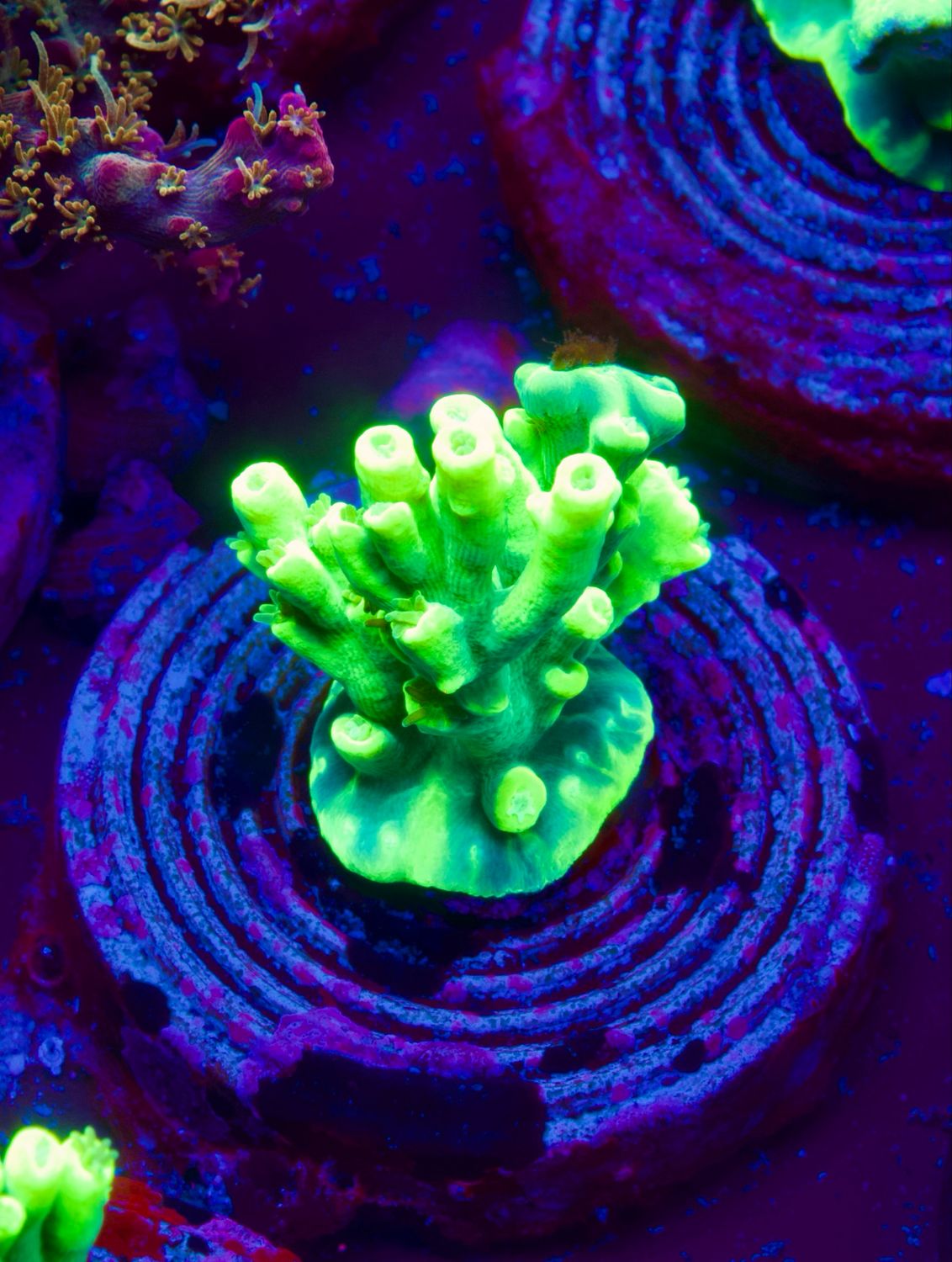MR Acropora Aculeus