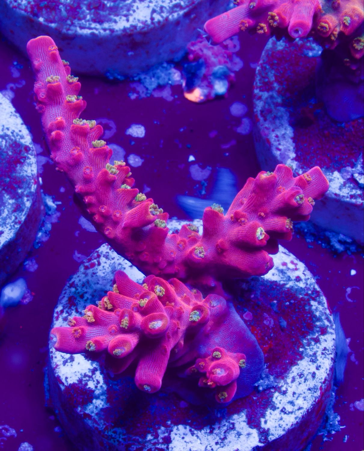 MR Purple Lady