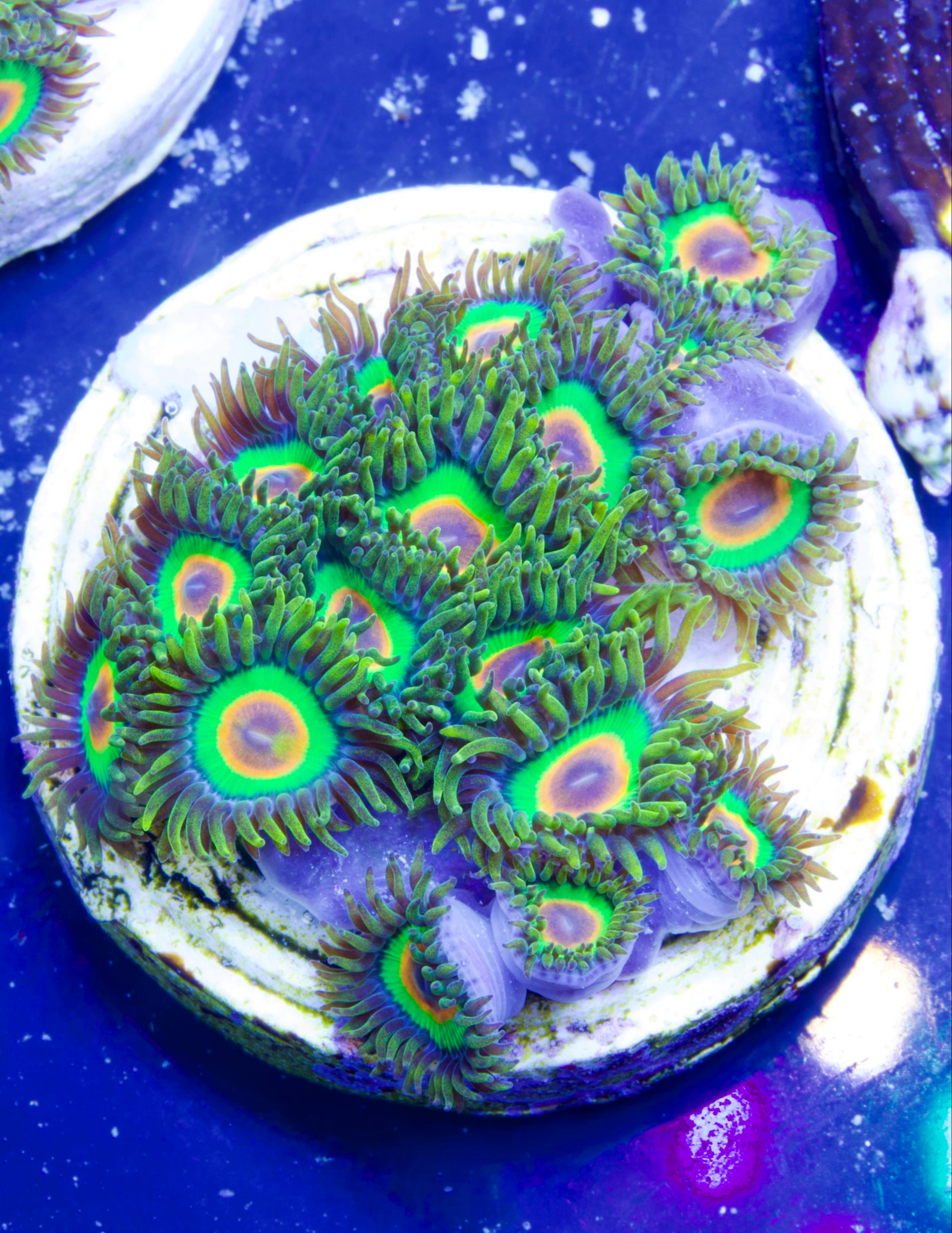20 Polypen Zoas Rasta Fari