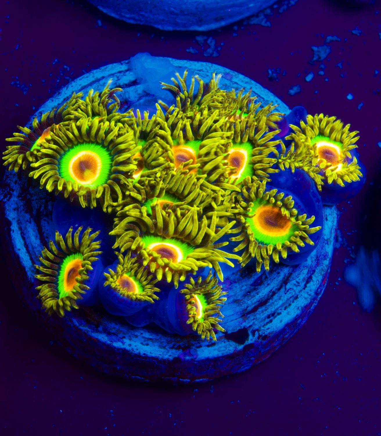 20 Polypen Zoas Rasta Fari