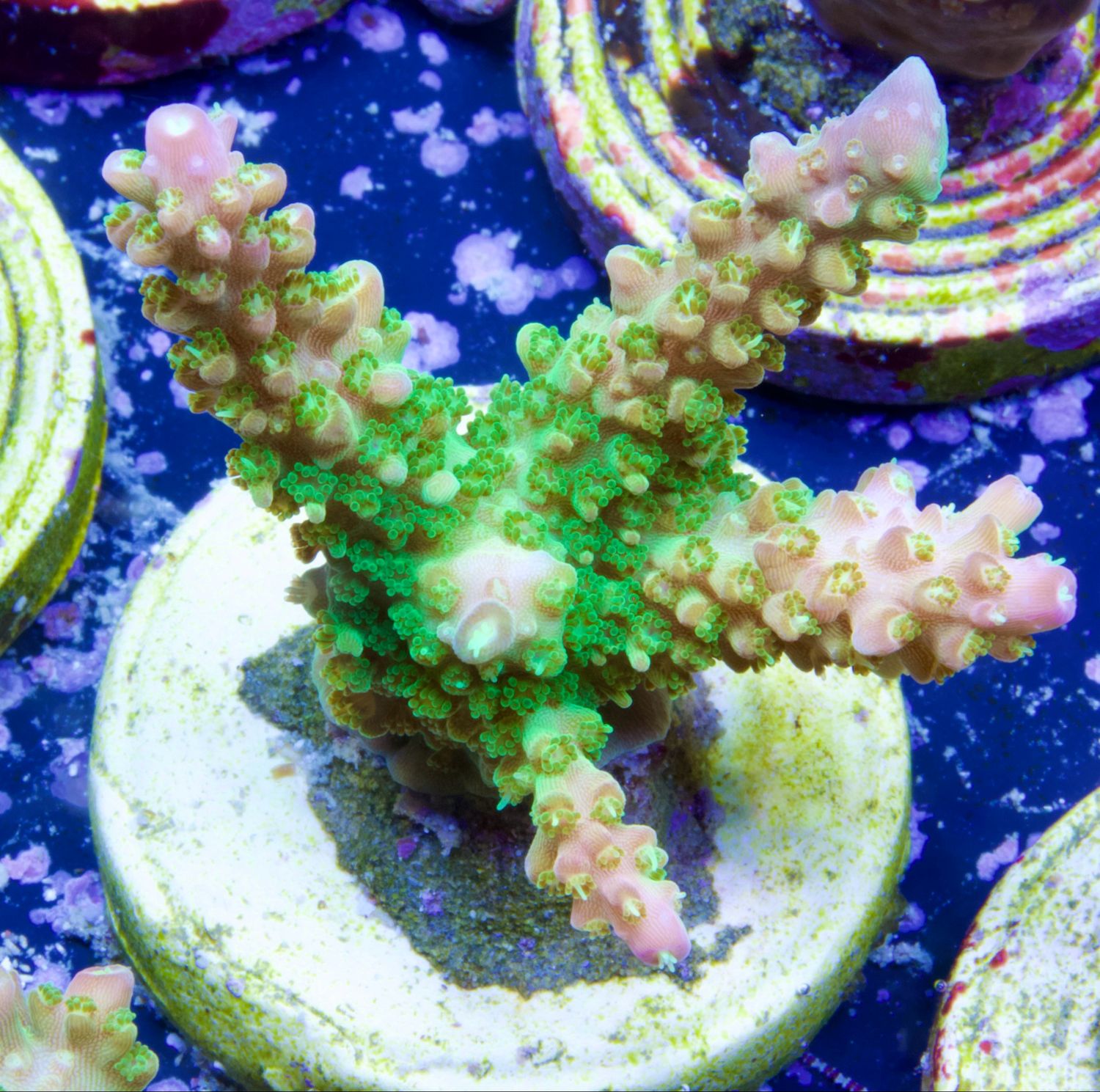 Acropora Mango Garden