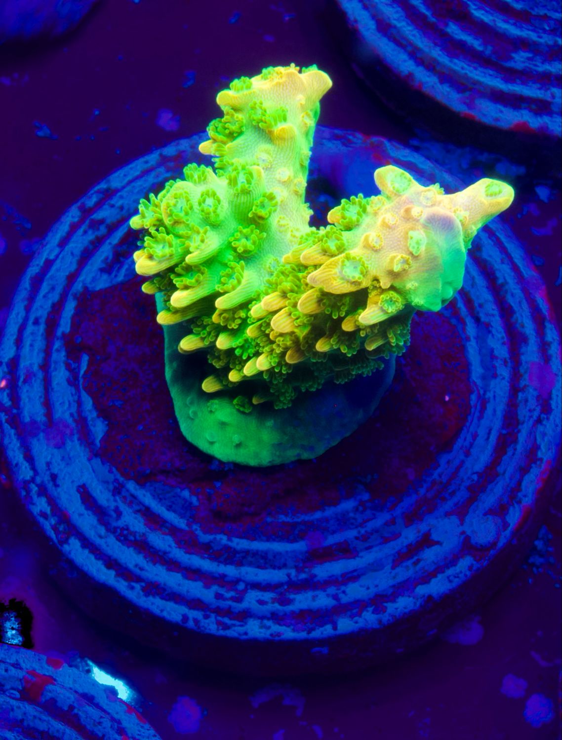 Acropora Mango Garden