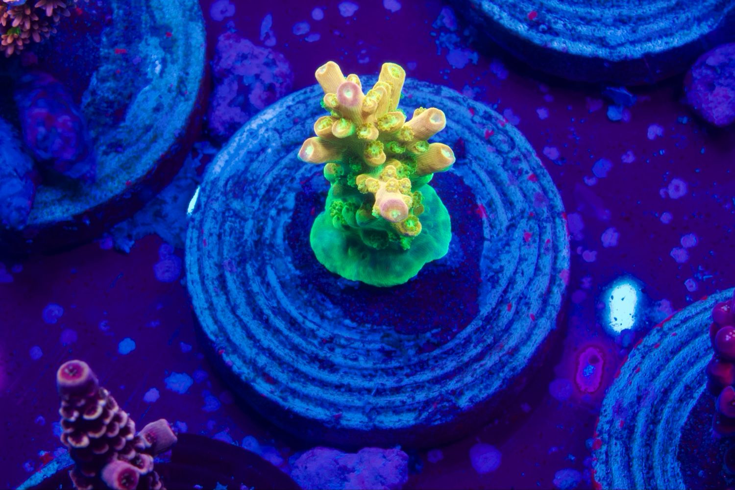 Acropora Mango Garden