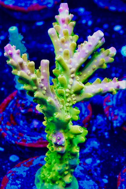Acropora Mango Garden