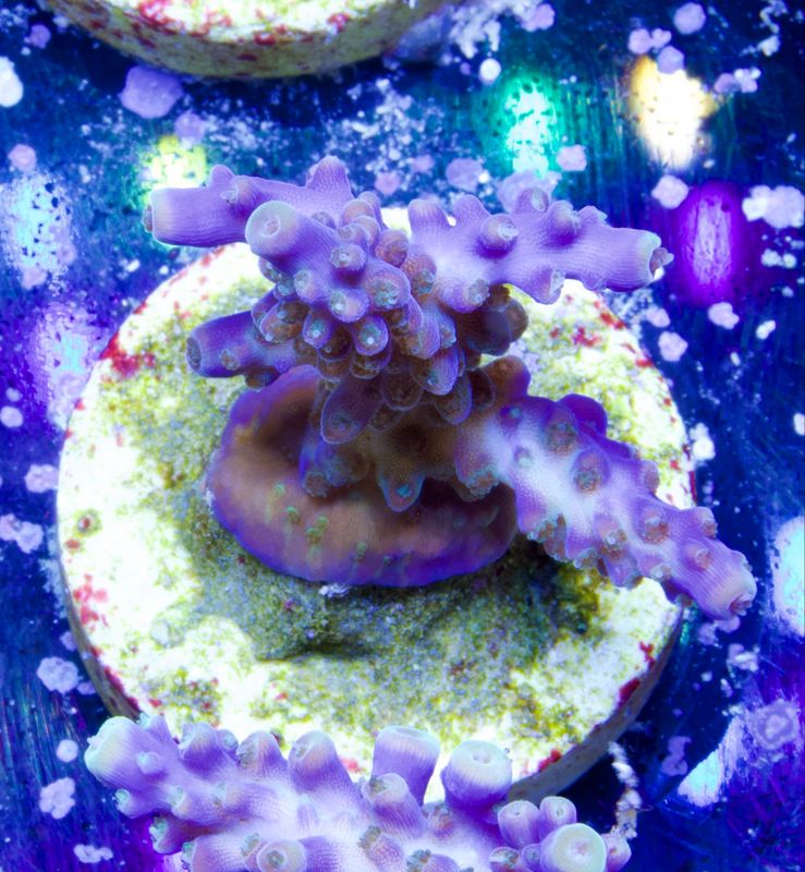 Acropora Cerealis